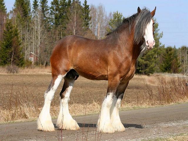 Flemish Horse