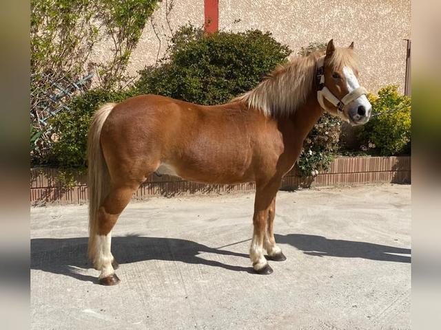 French Saddle Pony