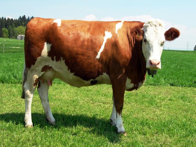 French Simmental cattle
