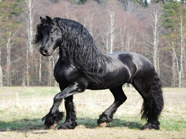 Friesian
