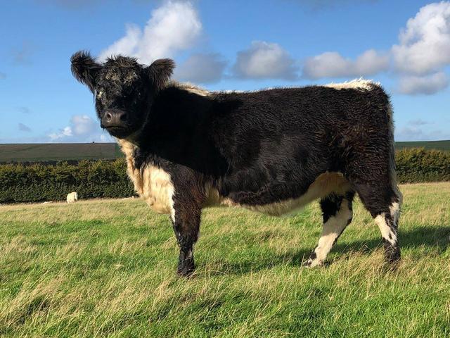 Vaca Galloway