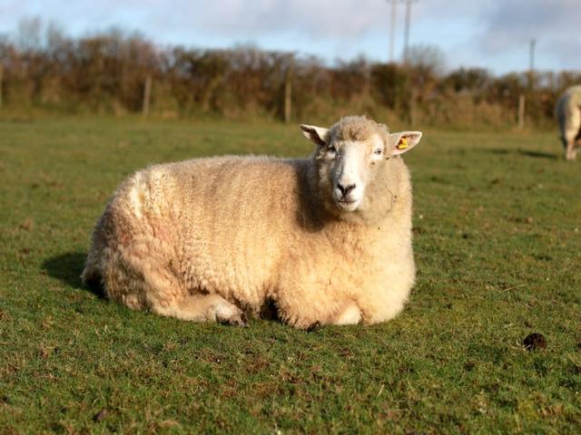 Galway sheep