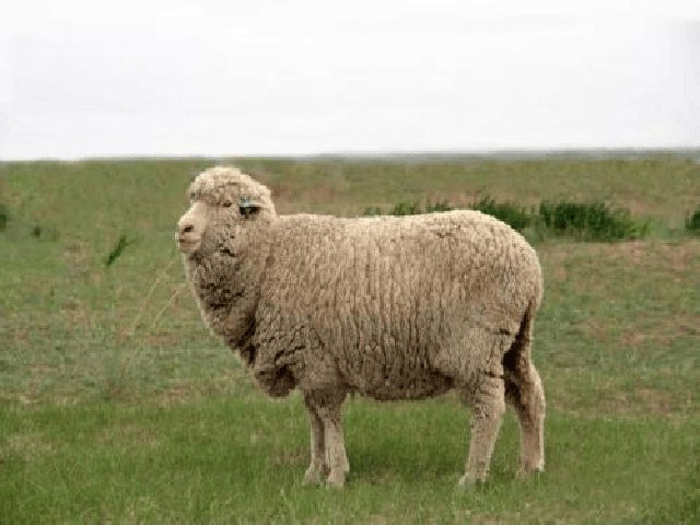 Gansu Alpine fine wool sheep