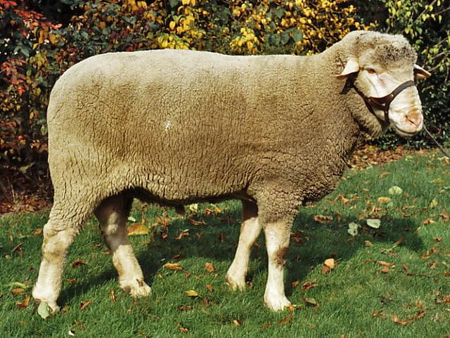 German Mutton sheep
