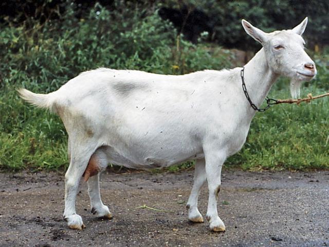 German White Improved goats