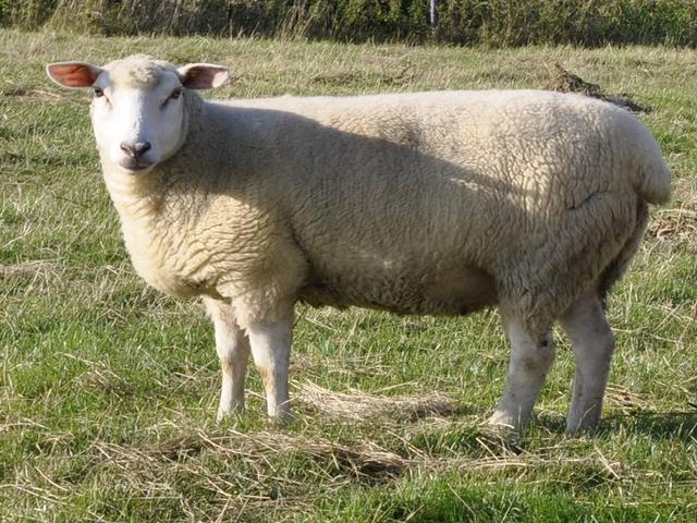 German Whiteheaded Mutton sheep