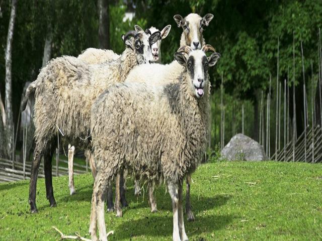 Gestrike sheep
