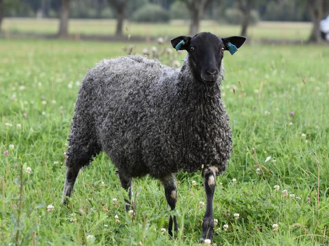 Gotland sheep