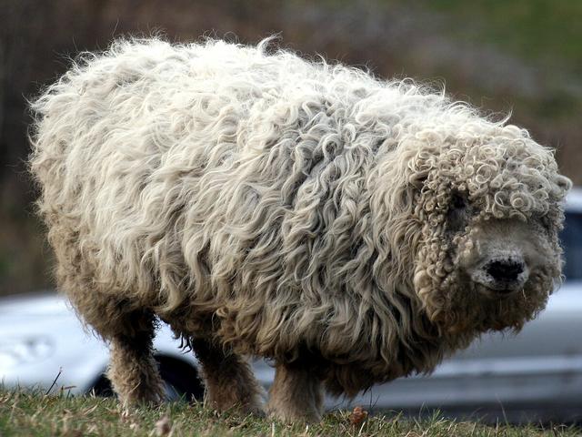 Grayface Dartmoor sheep