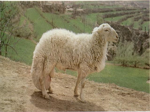 Guanglin large-tail sheep