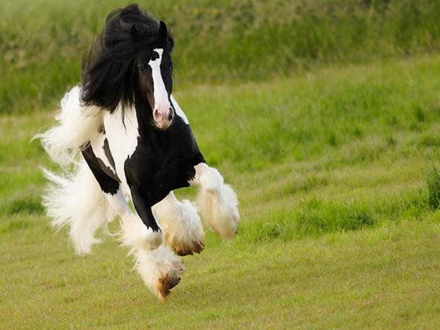 Gypsy horse