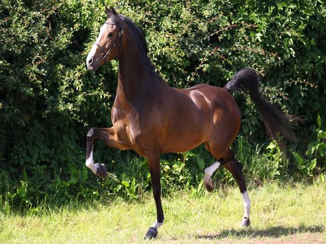Hackney horse