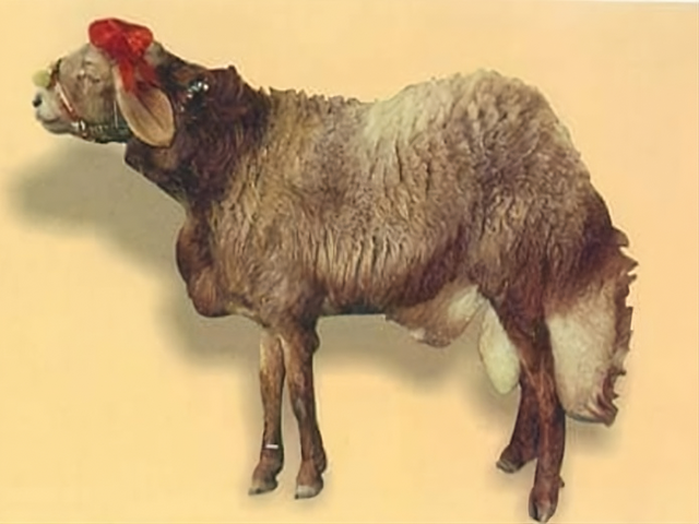 Hasht nagri sheep