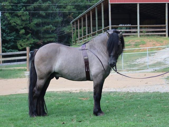 Highland pony