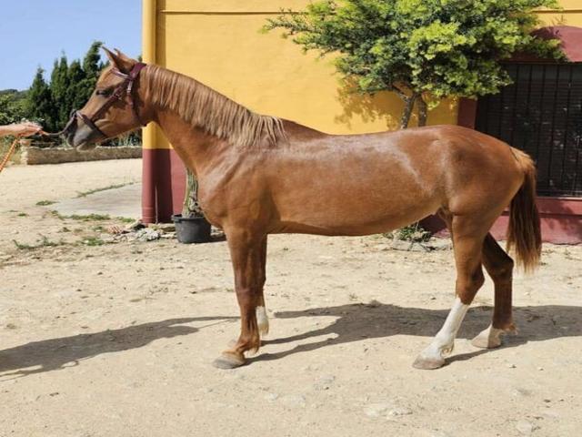 Hispano-Arab breed