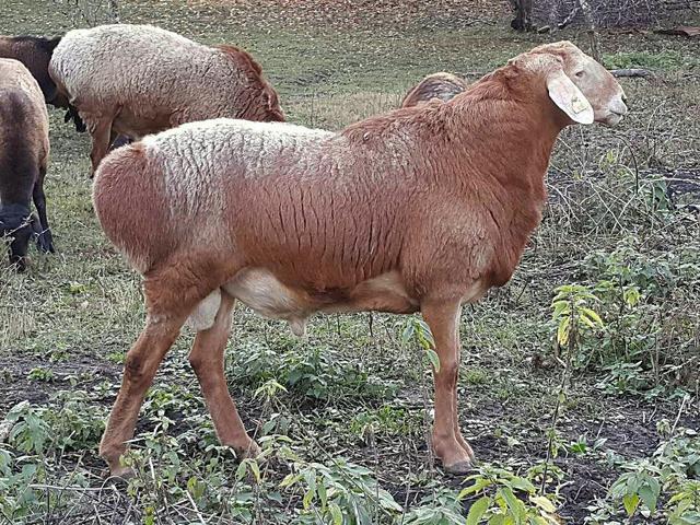Hissar sheep