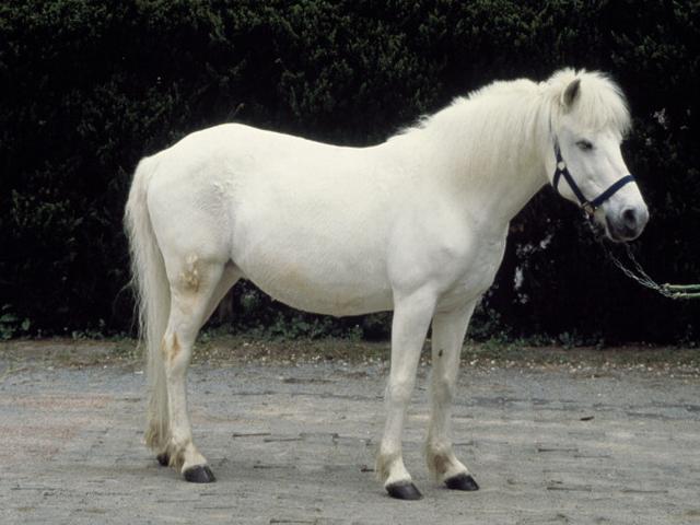 Hokkaido poni