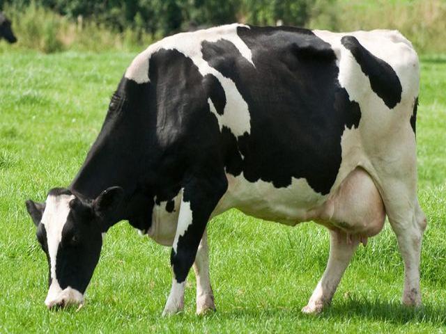 Rasa Holstein