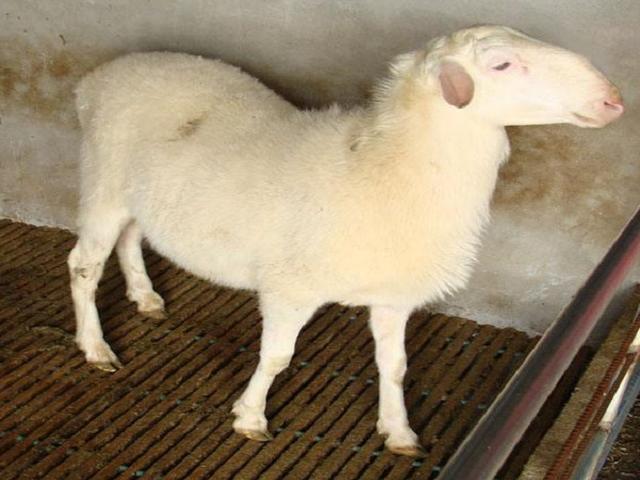 Hu sheep