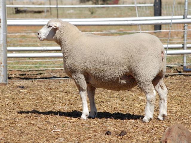 Ile-de-France sheep