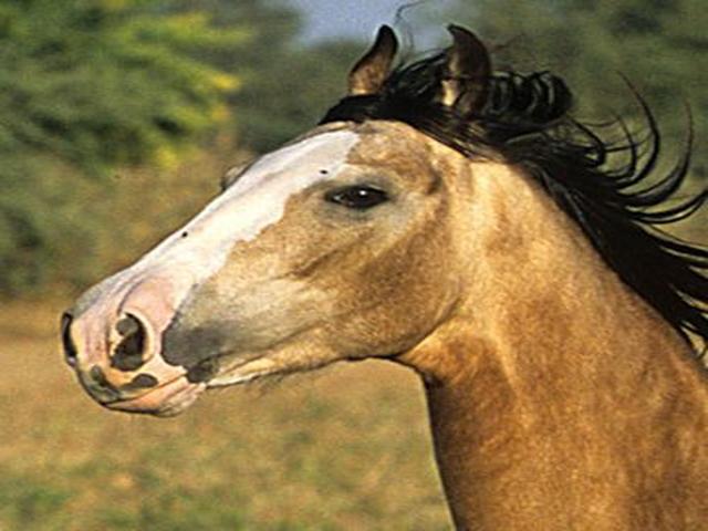 Indian half-bred