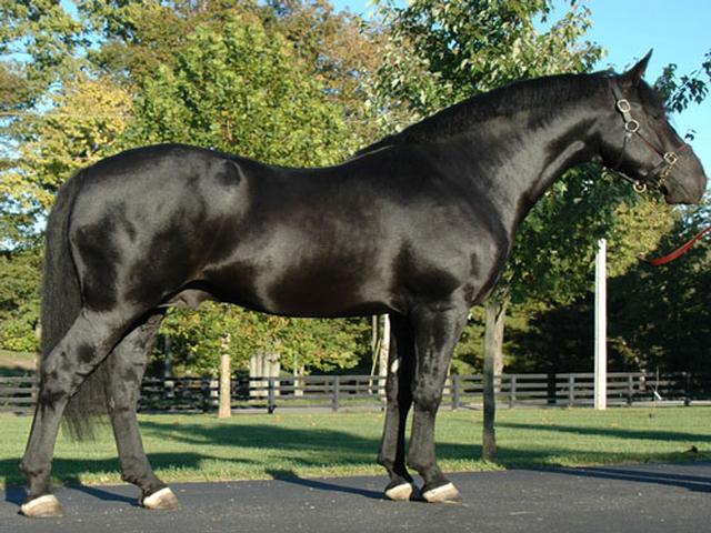 irish draught horse