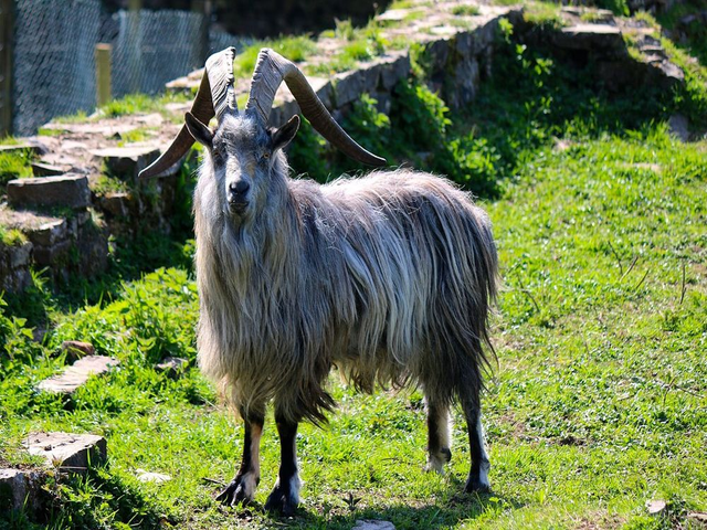Irish goat