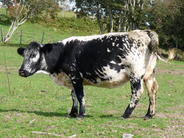 Vaca Istobenka