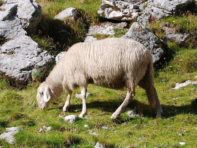 Jezersko-Solcava sheep