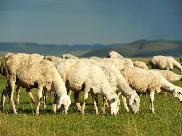 Jinzhong sheep