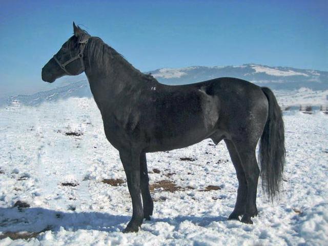 Kabardian horse