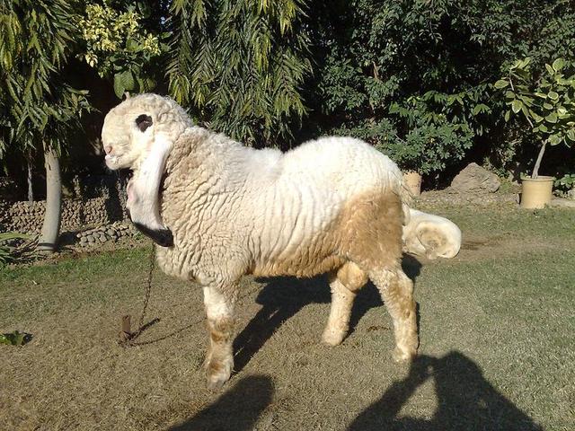 Kajli sheep