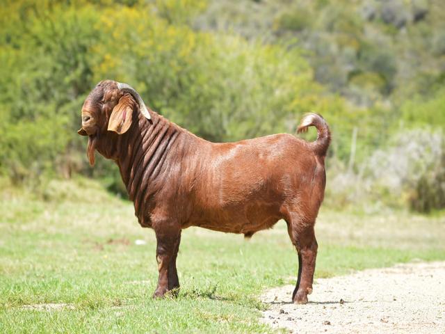 Kalahari Red goat
