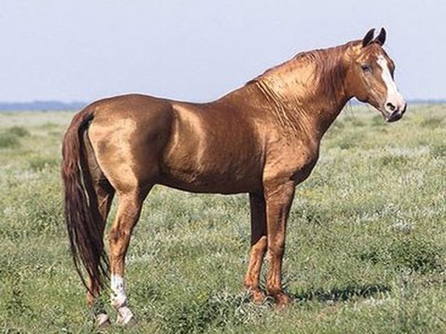Karabair horse