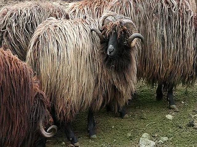 Karakachan sheep