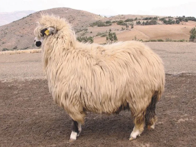 Karayaka sheep