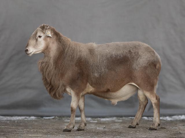Katum sheep