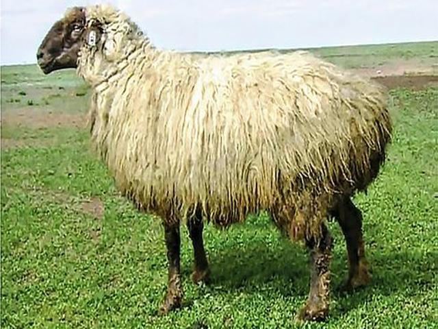 Kazakh fat-tailed semicoarsewool sheep