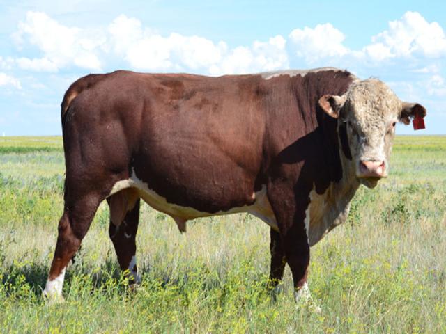 Vaca kazahă cu cap alb