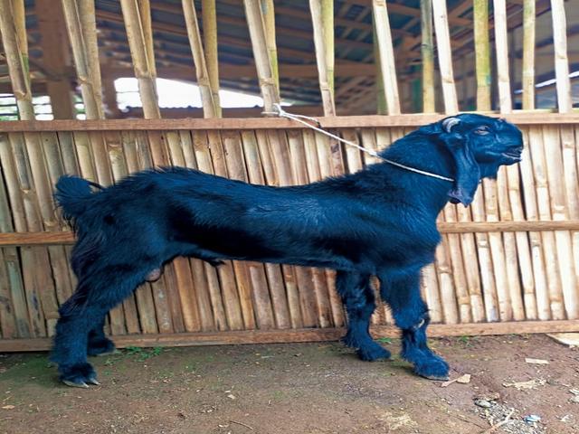 Kejobong goat