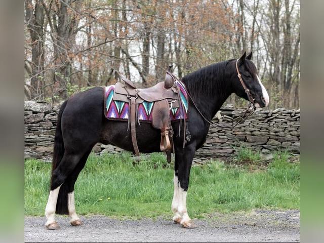 Kentucky mountain daddle horse
