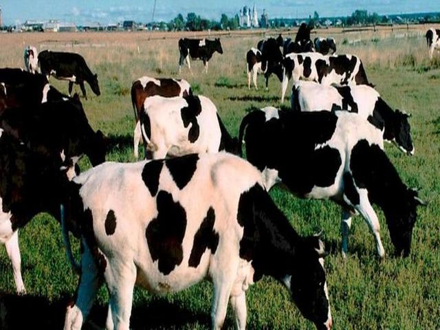 Kholmogory Cattle