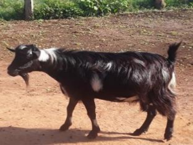 Kigezi goat