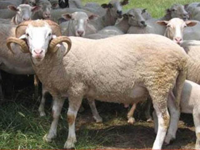 Kivircik sheep