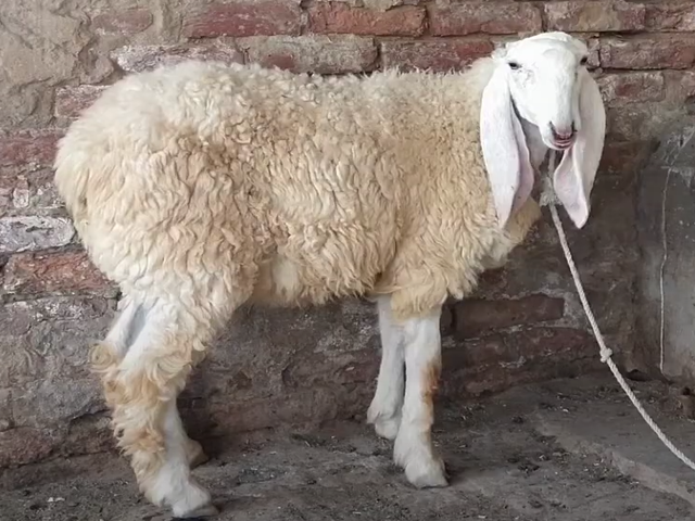 Kooka sheep