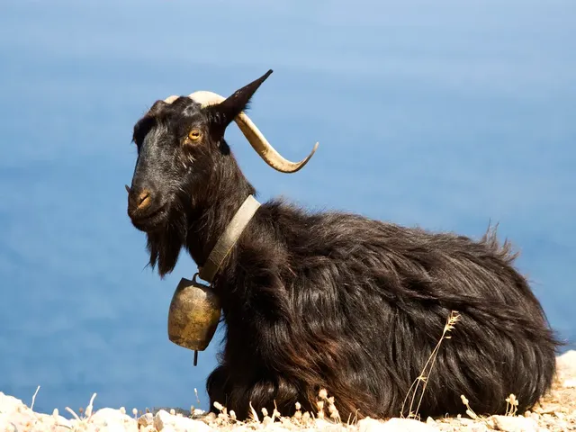 Korean native black goat