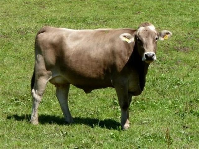 Vaca Kostromskaya