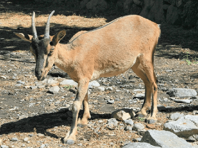 Kri Kri goats