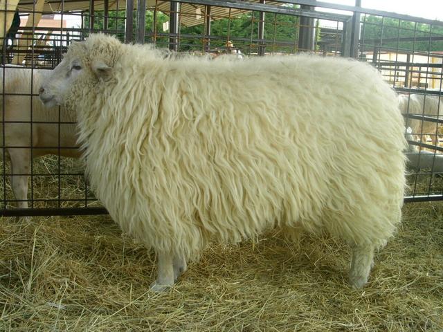 Romanov sheep