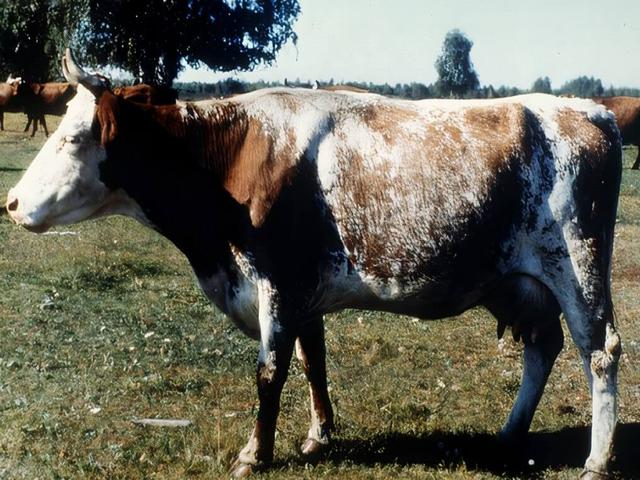 कुर्गान गाय